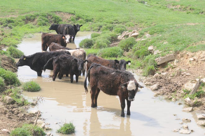 Streamside livestock fencing in the Shenandoah Valley reduces runoff pollution and bacteria in Shenandoah waterways.