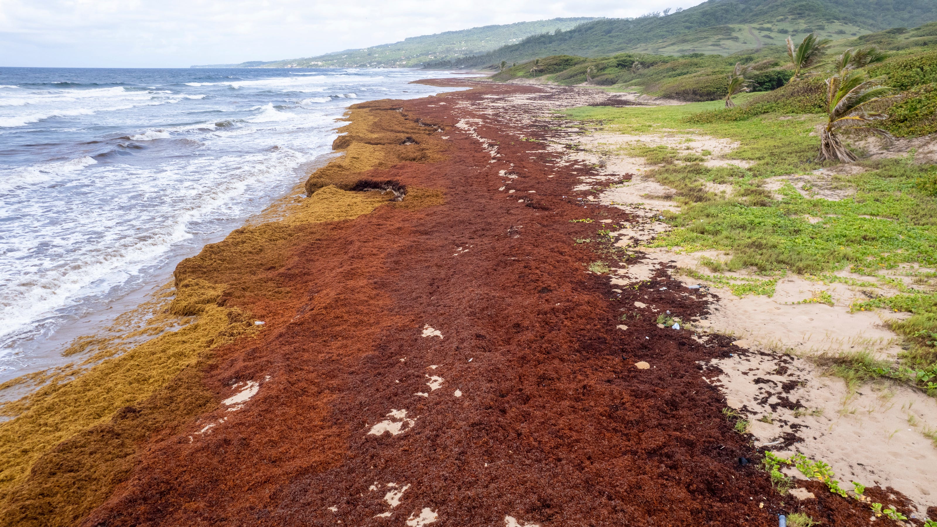 Caribbean beaches are struggling with record amounts of seaweed