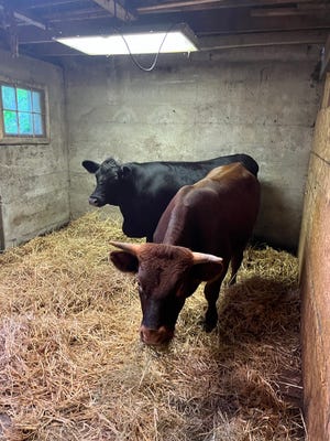 Two cows who wondered onto an upstate New York animal sanctuary were returned to farm owner Scott Gregson on August 2, 2022 after the sanctuary owner refused to return them. The owner has been charged with felony grand larceny.