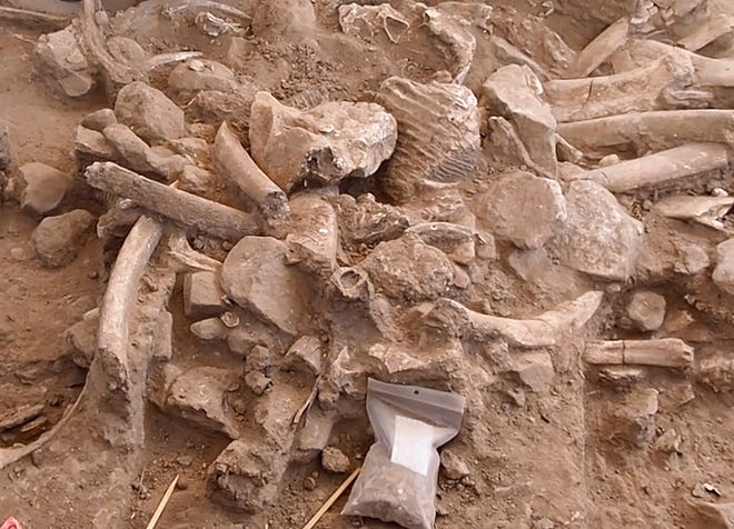 A close up of a bone pile during excavation in New Mexico. This random mix of ribs, broken cranial bones, a molar, bone fragments, and stone cobbles is a refuse pile from the butchered mammoths. It was preserved beneath the adult mammoth’s skull and tusks.