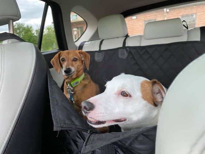 Taking a road trip with your fur children?  Make sure you bring documentation of their vaccination history and other health information.  You can ask your veterinarian to email you PDFs that you can store on your phone.