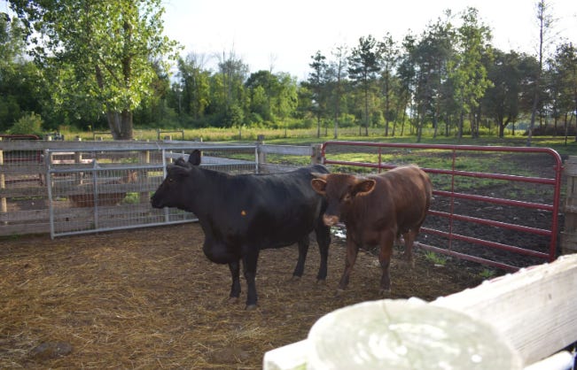 A New York animal sanctuary owner is facing a felony charge after officials say cows from a nearby cattle farm strayed onto her property and she refused to return them to their owner. Tracy Murphy, the president and founder of Asha’s Farm Sanctuary, was arrested on August 2, 2022 and charged with third-degree grand larceny.