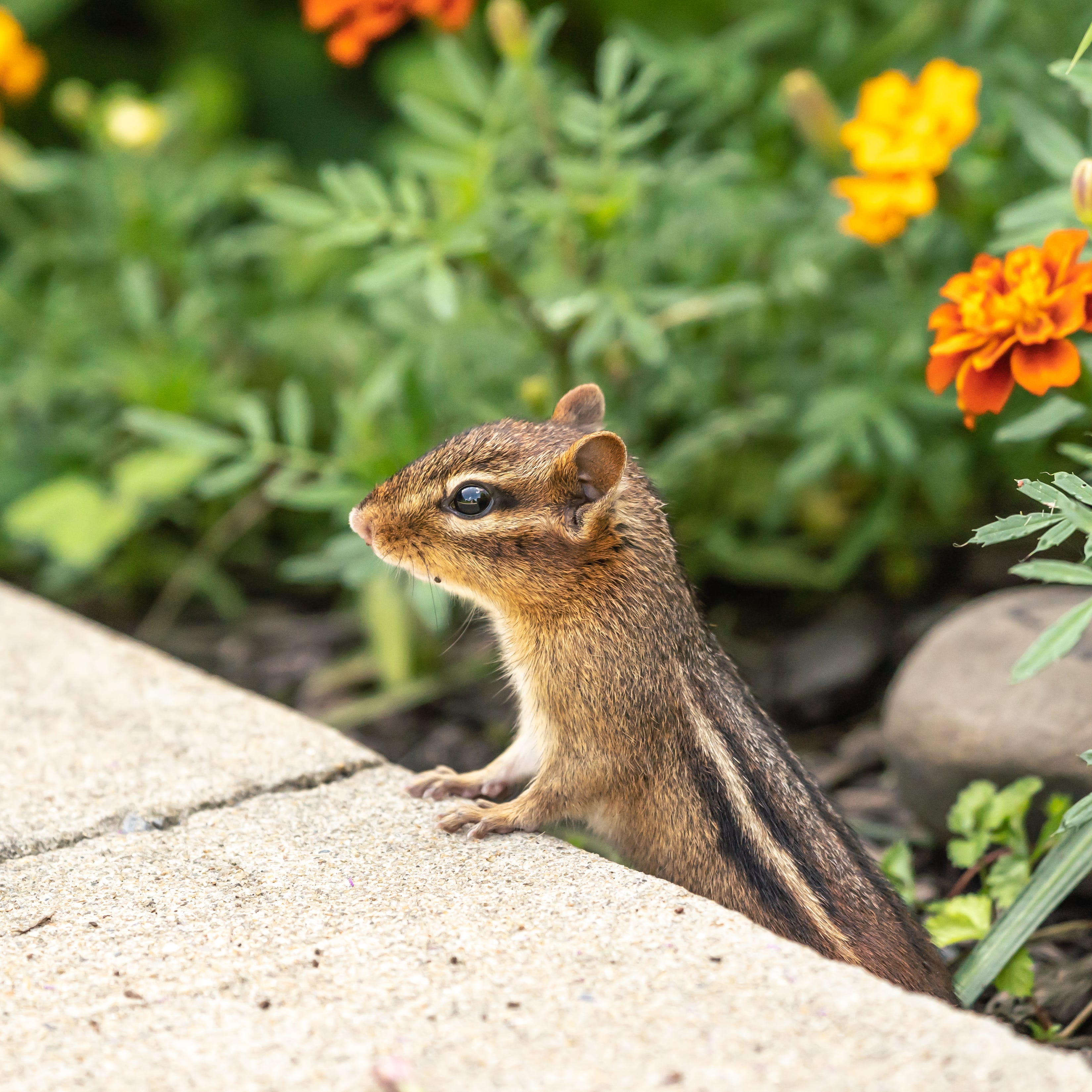 It can be difficult to keep critters out of the garden.