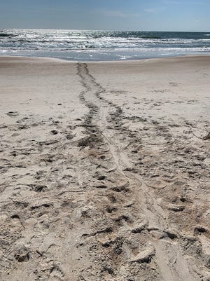 Loggerhead sea turtle tracks on St. Augustine Beach.