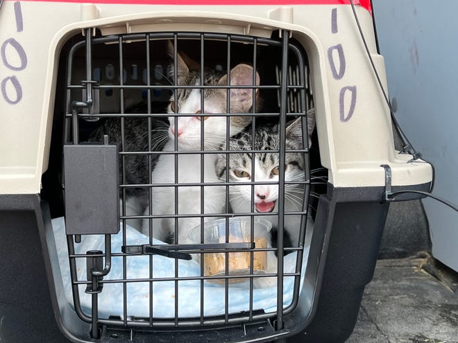 On Tuesday, Aug. 3, about 150 cats from Florida were flown to New Bedford Regional Airport to be adopted out of Southeastern Massachusetts shelters as part of a new ASPCA program.