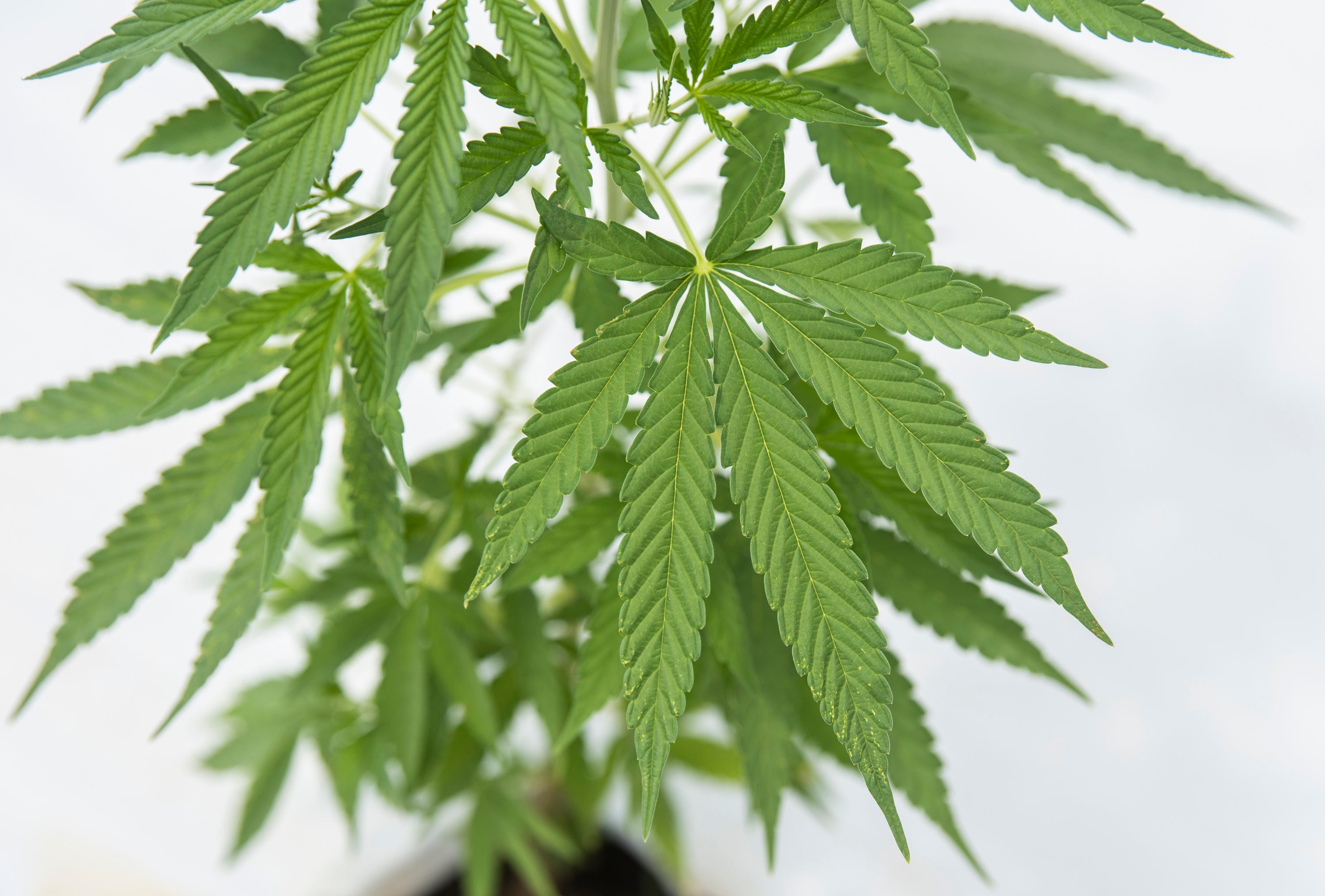 Medical cannabis in Alabama: When it will be available, how to get it and more to know