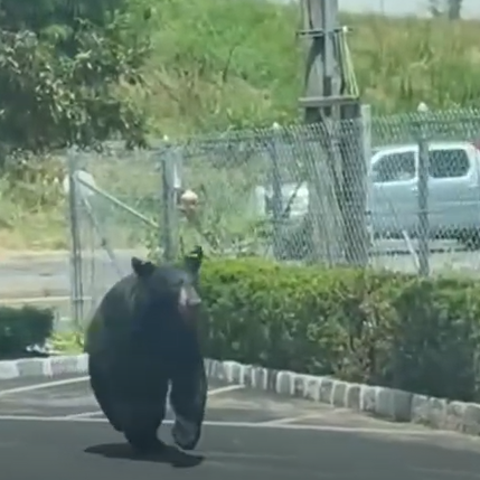A black bear runs through the parking lot of the N