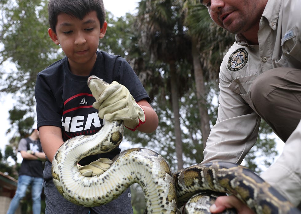 Bryan Backs, left, with the help of Jake Travers, from the Florida Fish and Wildlife Conservation Commission, learns how to capture a python as he participates in a demonstration before potential snake hunters at the start of the Python Bowl 2020 on Jan. 10, 2020, in Sunrise, Fla.