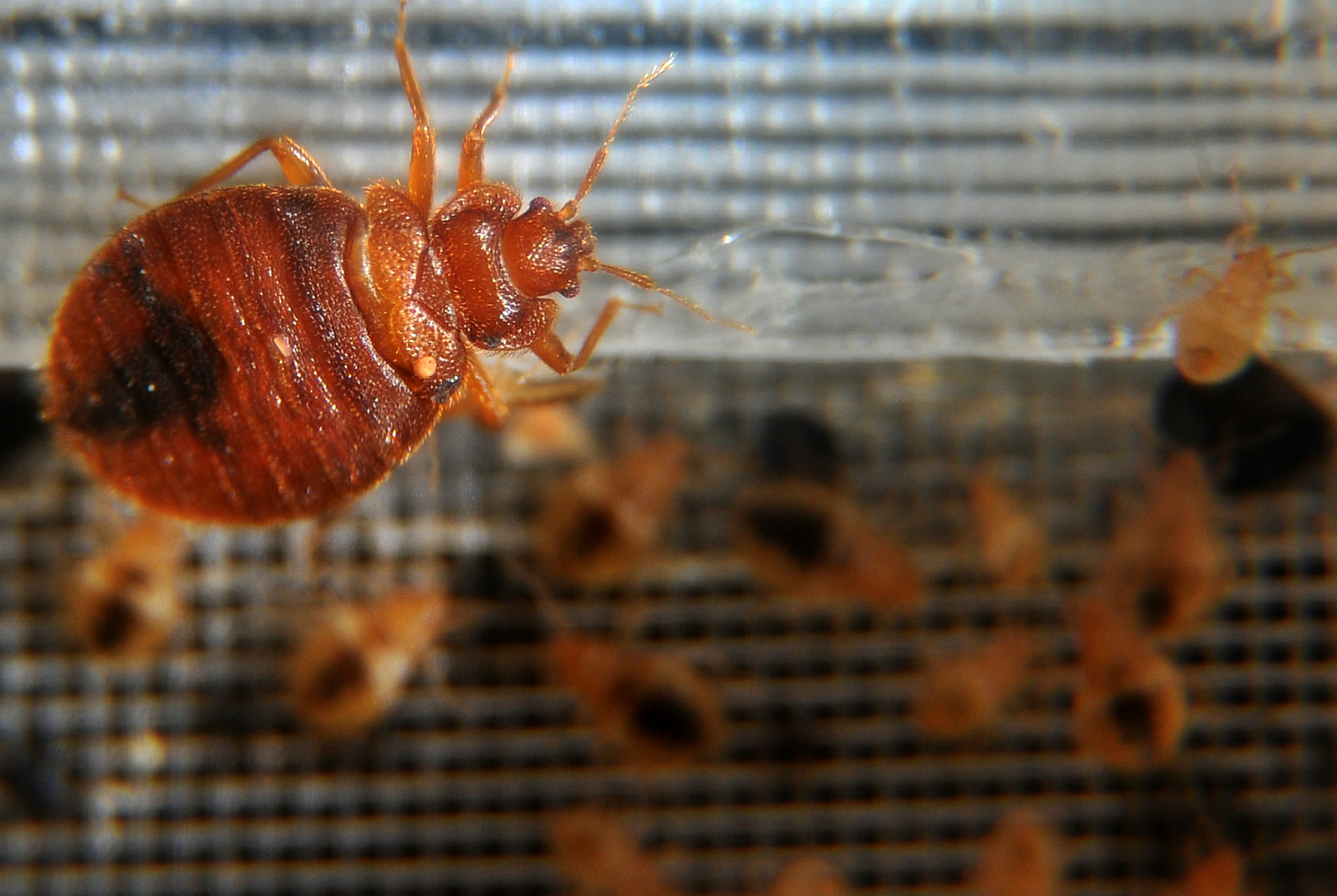 How you get bed bugs? What they are and how to get rid of them