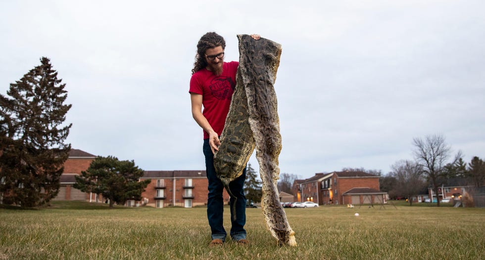 Daniel Moniz unfolds a Burmese python snakeskin in his backyard in Lebanon, Ohio, on Dec. 12, 2019. He caught this snake during the 2016 Python Challenge in Florida.