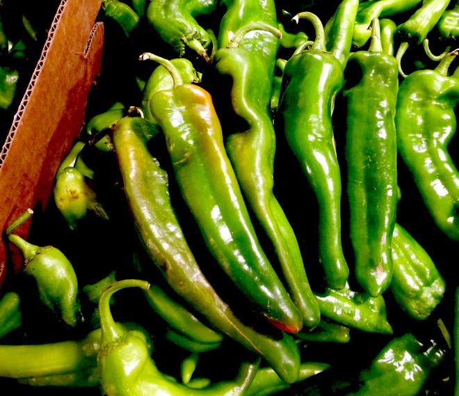 Pods of chile are ready for roasting. Roasting blisters the tough outer skin, making it easier to peel off, leaving behind the deliciously pliable thick, fleshy tissues.
