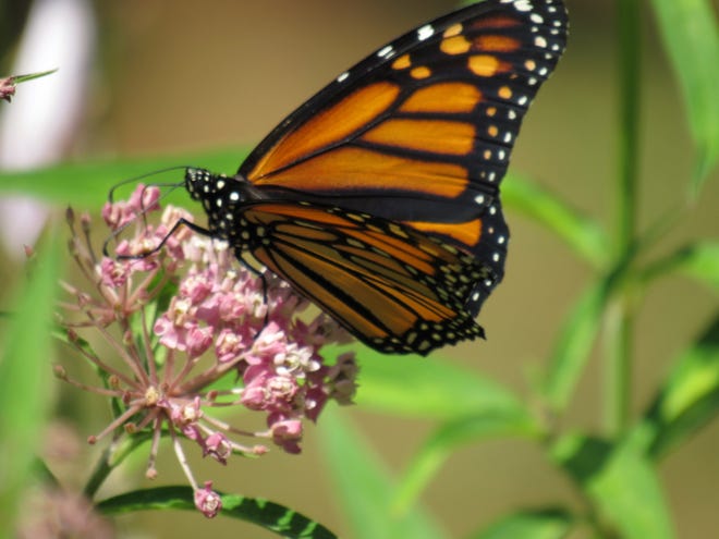 Monarch butterflies are the topic of debate between those wishing to grant them status as an endangered species and University of Georgia researchers who claim the monarch population is actually slightly on the rise.