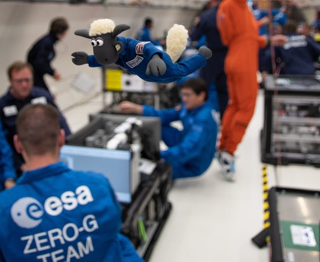 Shaun the Sheep, a contribution from the European Space Agency, seen here experiencing microgravity on a parabolic flight will fly next on NASA's Artemis I mission.