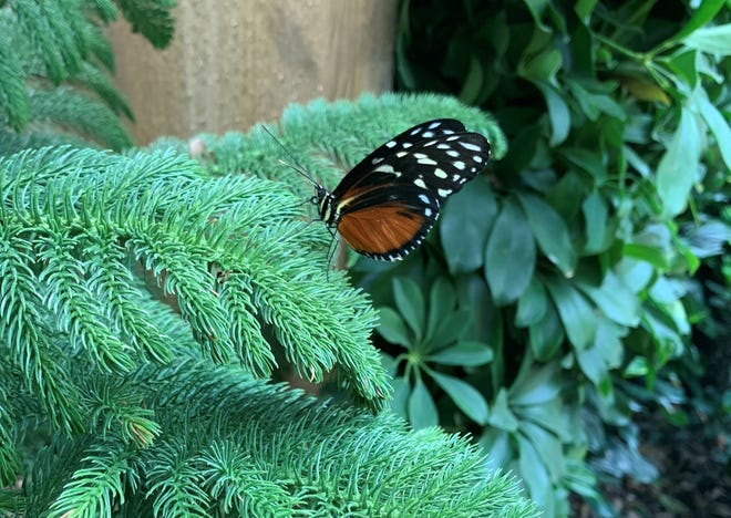 Butterfly Garden dibuka kembali di Kebun Binatang Detroit setelah empat bulan ditutup