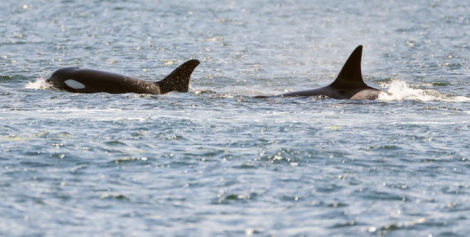 A pair of orcas surface off of Bachmann Park in Bremerton on Friday, Aug. 5, 2022.