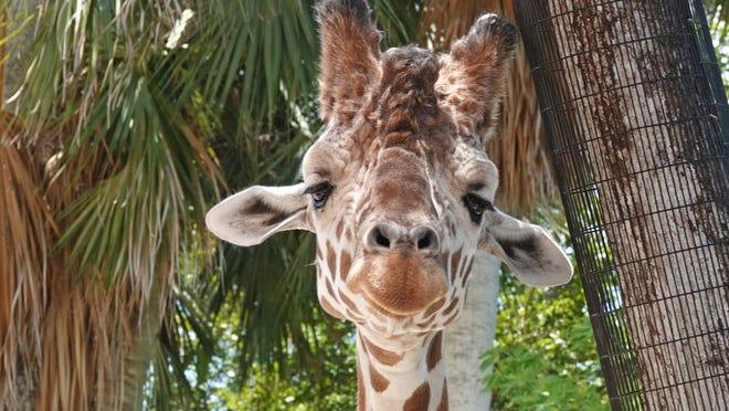 Timber the giraffe dies, oldest giraffe at Naples Zoo