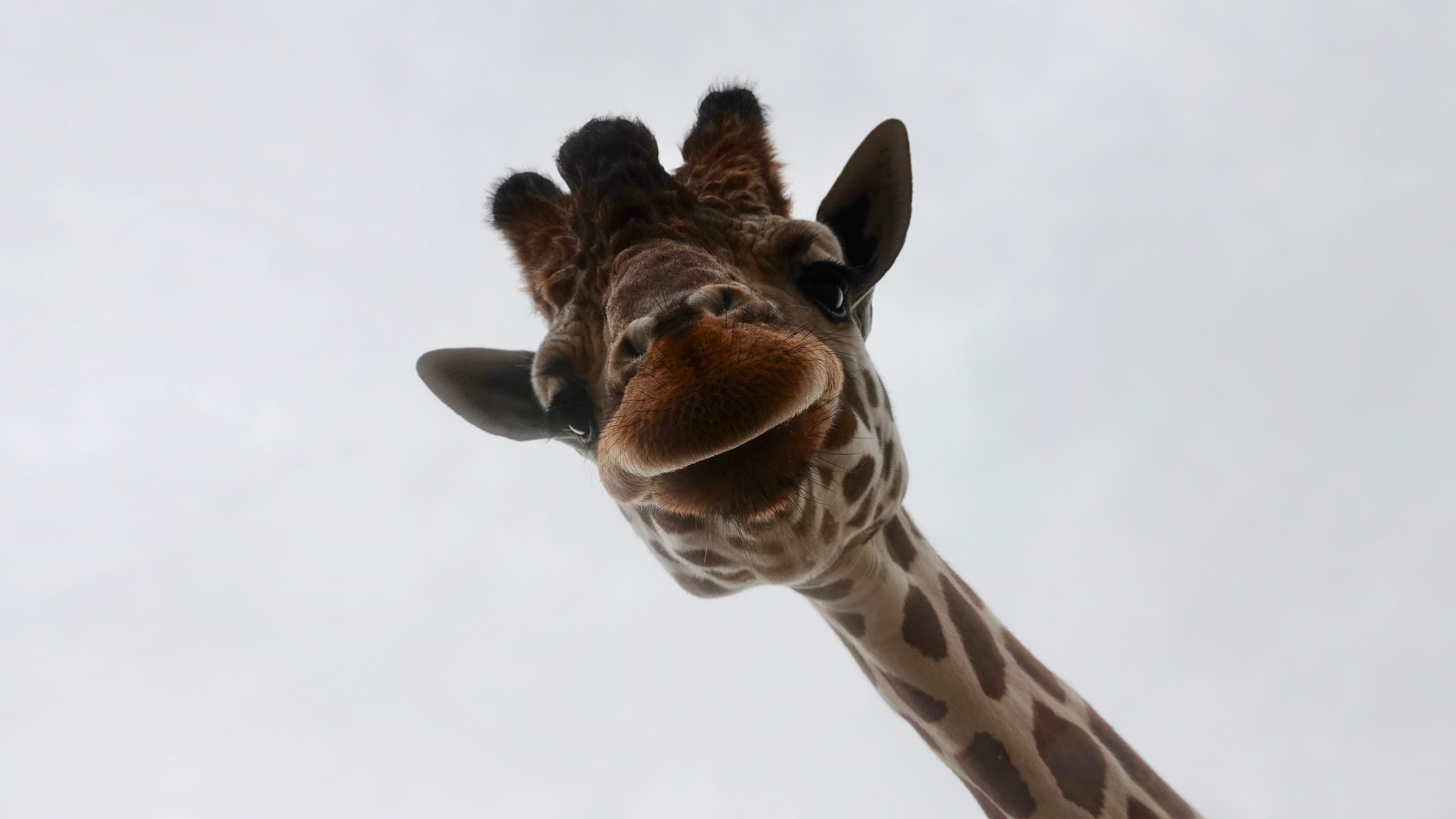 Timber the giraffe dies, oldest giraffe at Naples Zoo