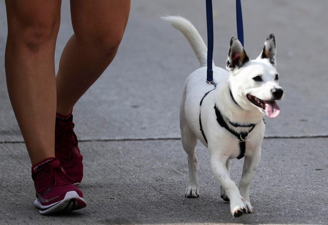 A dog marches in the Jaycees Brat Days parade on Saturday, Aug. 6, in Sheboygan. Dogs on leashes will be allowed at several city parks.