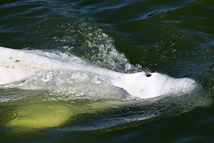 Stranded beluga whale dies during River Seine rescue operation