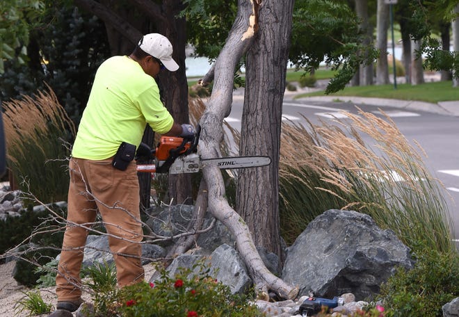 A city of Sparks worker saws off a branch that broke in the wind in an early August storm.