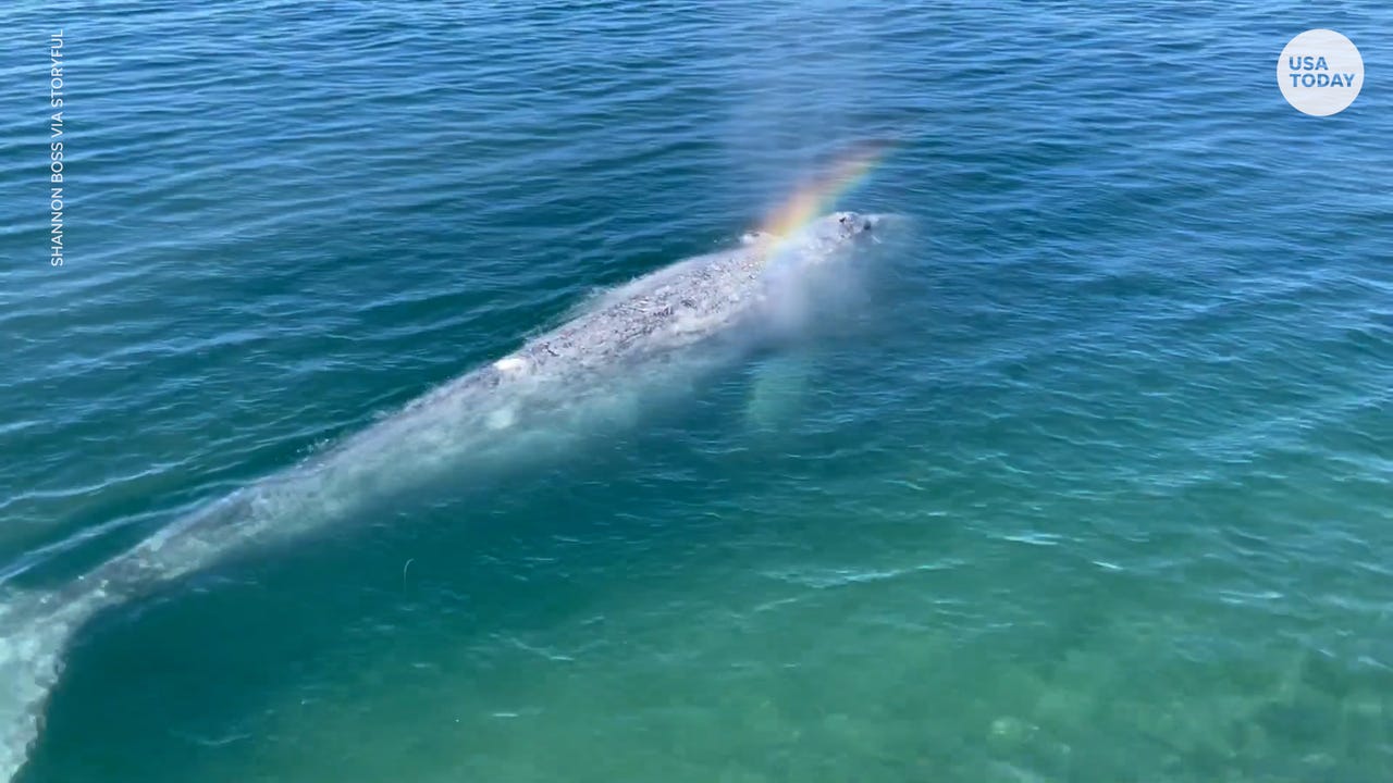 Top 107+ Are blue whales the largest animal in the world