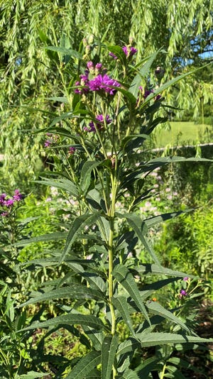 A giant ironweed plant