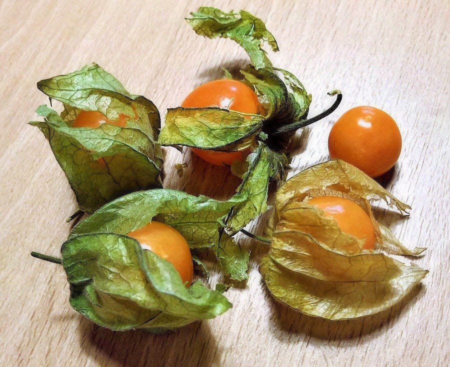 Top 20+ Fruit that looks like tomato 3 Gardening: Don't be fooled by the name — ground cherries are related to tomatoes