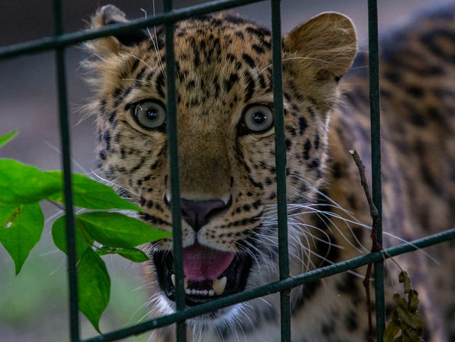 The Potawatomi Zoo's new Amur leopard, Anastasia, reacts to the camera on Tuesday, August 9, 2022.