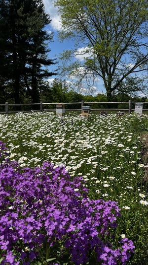 Flowers crowd a meadow where Bees and Thank You set up bee hives at the Massachusetts Horticultural Society's Garden at Elm Bank property in Wellesley.  Honey from these hives will be among the honey featured at the organization's summer harvest honey tasting and food truck event Aug.  12 and 13, 2022.