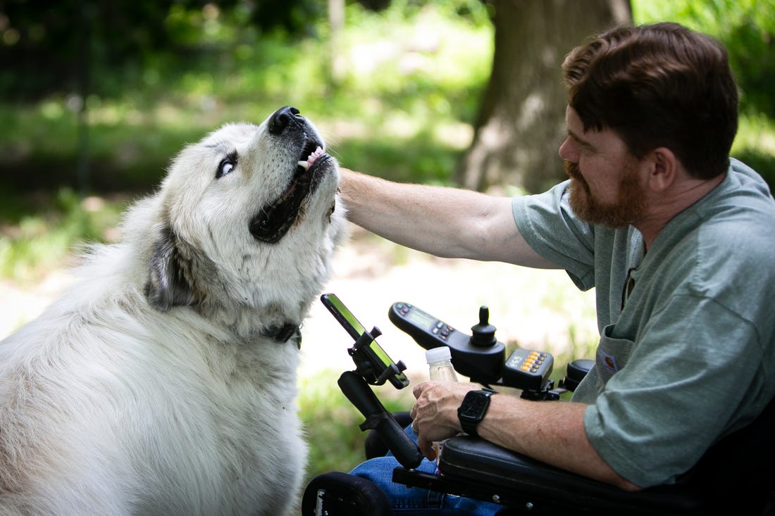 A photo of one of the two Great Pyrennes dogs, also known as the farm's guardians, enjoying a little down-time with Eric Boltz.