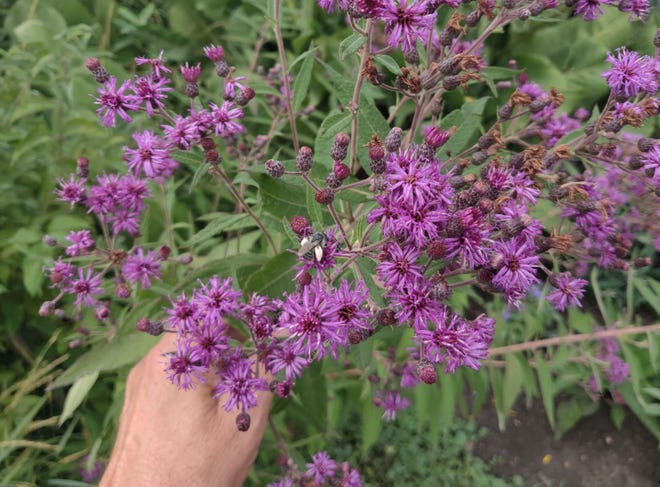 Native ironweed benefits pollinators and accents flower gardens