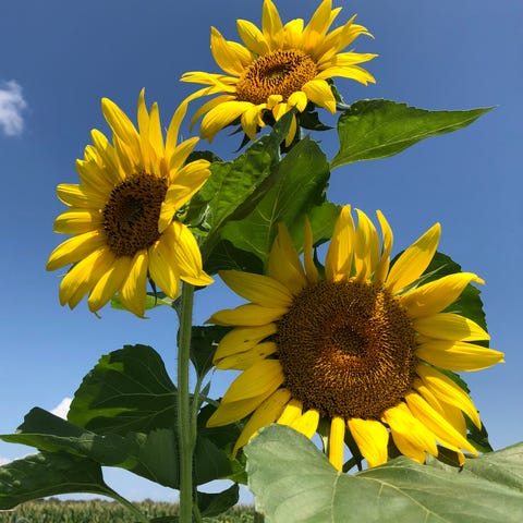Sunflowers at Sunflower Valley Farm in New Hampton