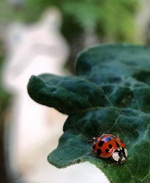 A lady bug pauses at the edge of a leaf.