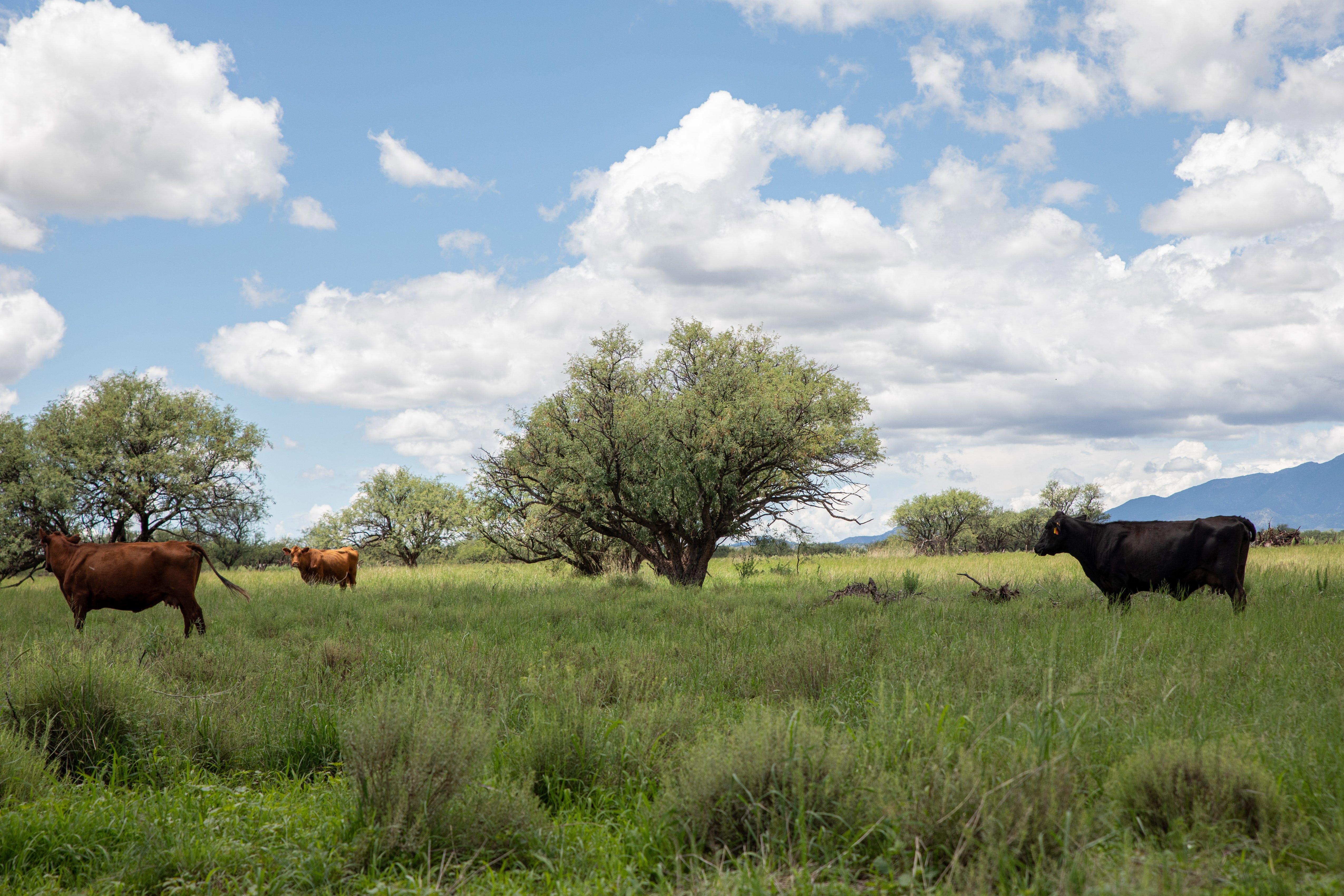Cattle grazing on public lands renews debate over multiple uses