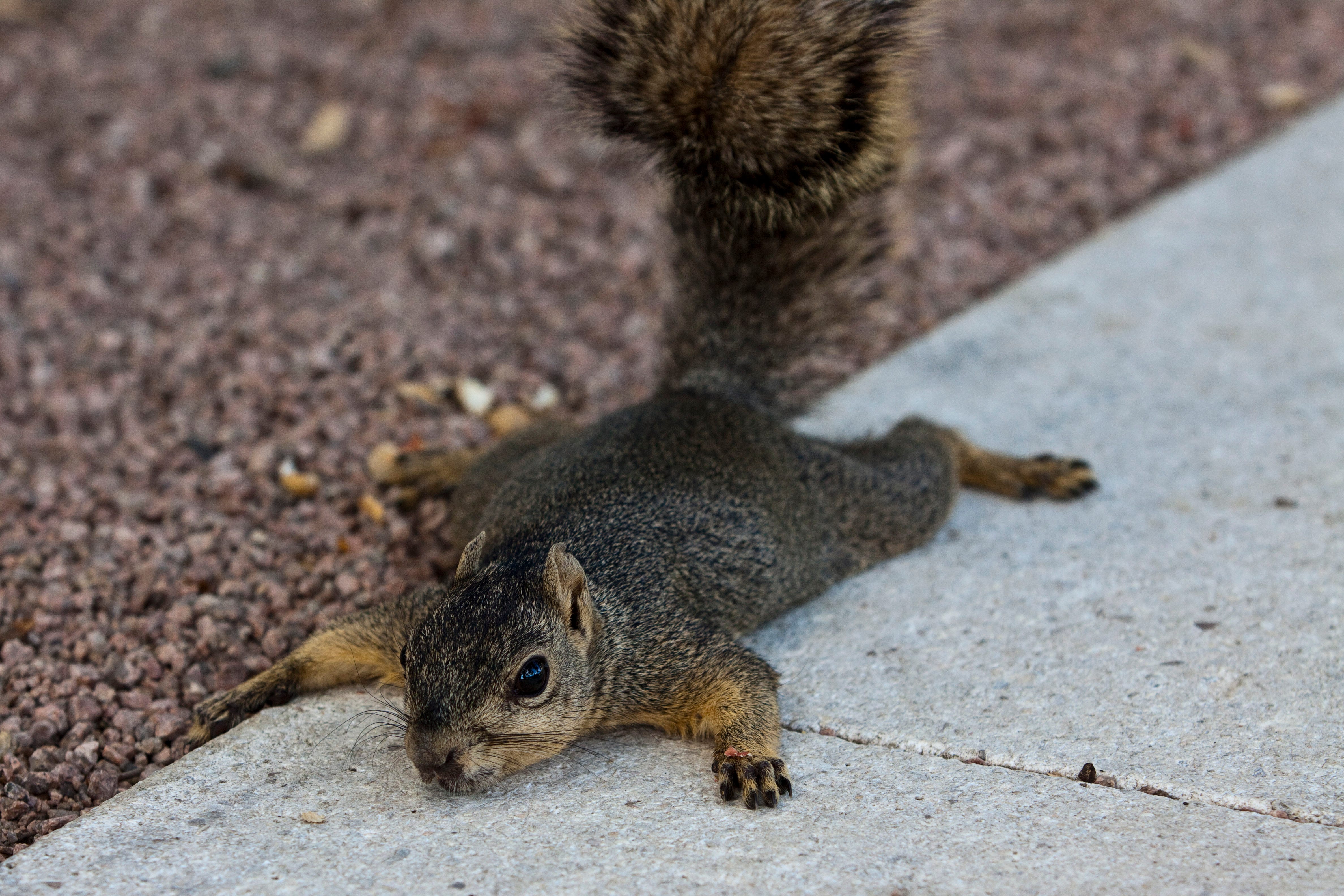 What is splooting? Meaning of the move used by squirrels in the heat What is splooting? Meaning of the move used by squirrels in the heat