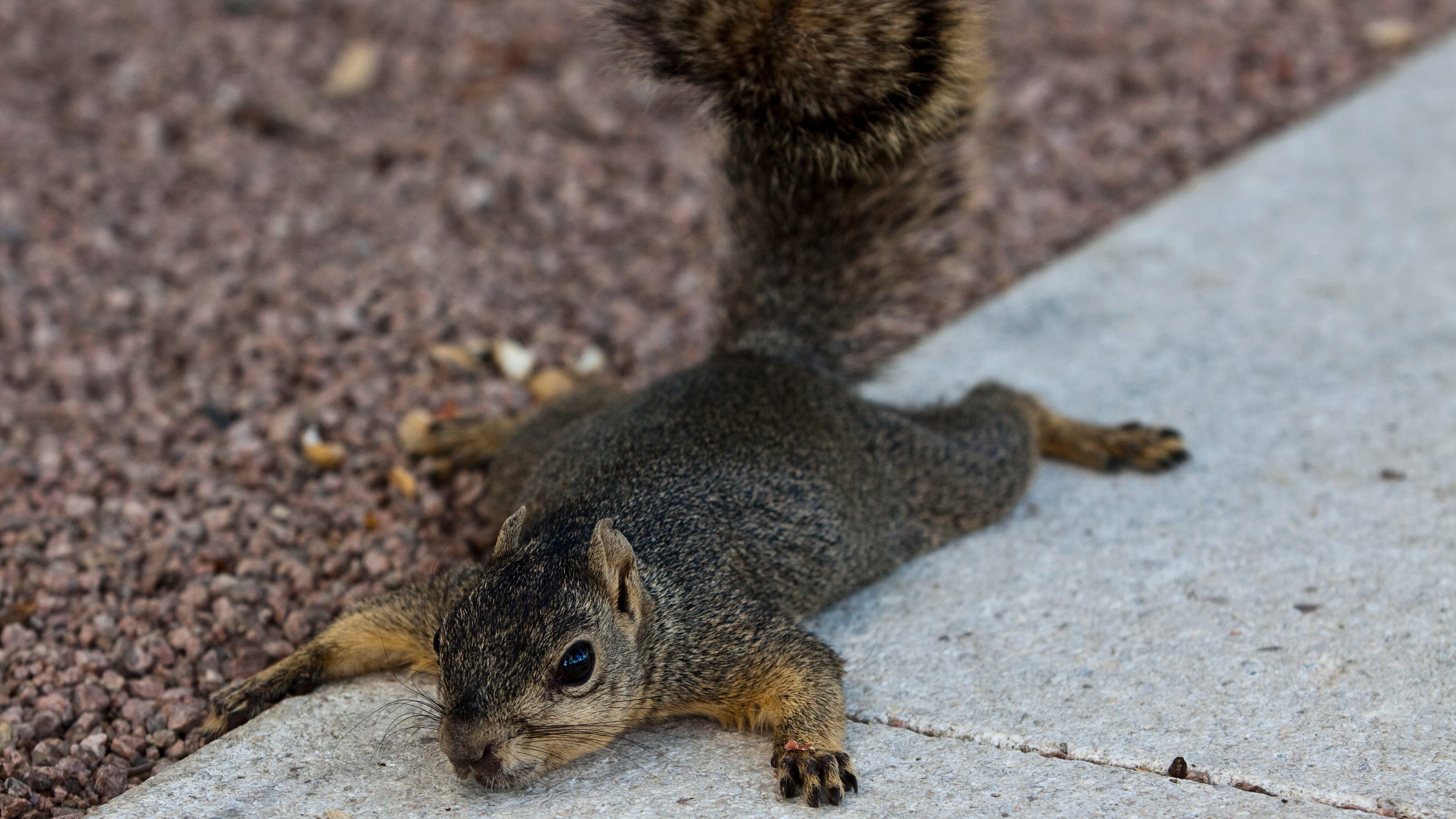 What is splooting? Meaning of the move used by squirrels in the heat