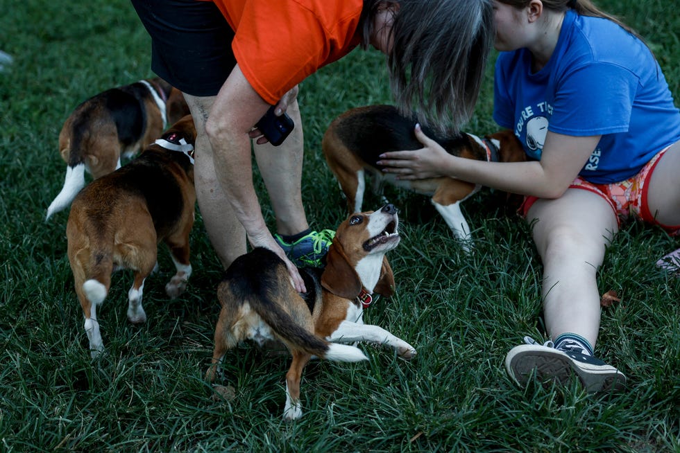 4,000 beagles saved from facility that bred them for drug experiments 4,000 beagles saved from facility that bred them for drug experiments