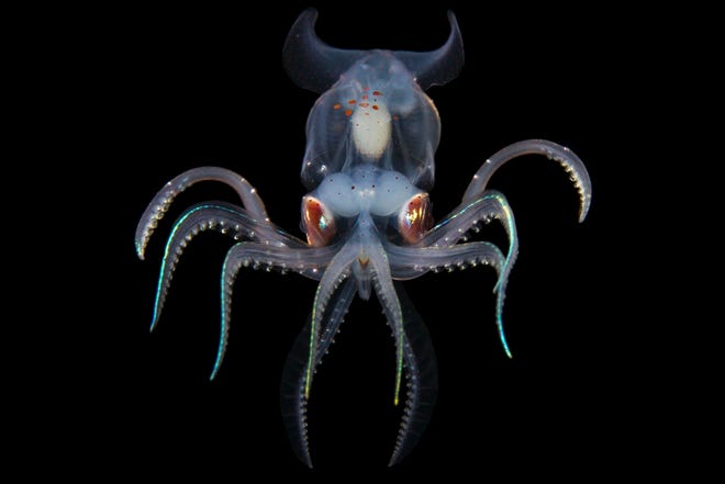 A Sharpeared Enope Squid captured in the lens of Paul Caiger.