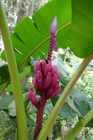 Bananas can grow well in Florida, especially if they are a cold-tolerant variety, yet growers seldom harvest any bananas off their plants. The common reasons for this are poor soil quality, lack of nutrients and inadequate sunlight.