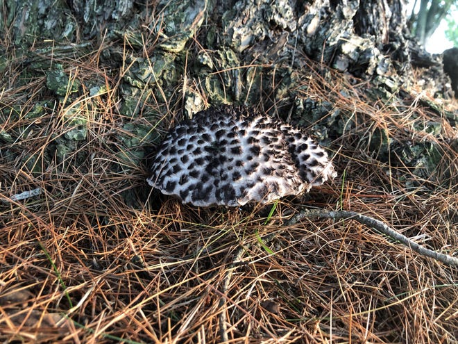 The Old Man of the Woods (Strobilomyces sp.) is a member of the Bolete family of mushrooms and stands out with its black and white patterned cap.