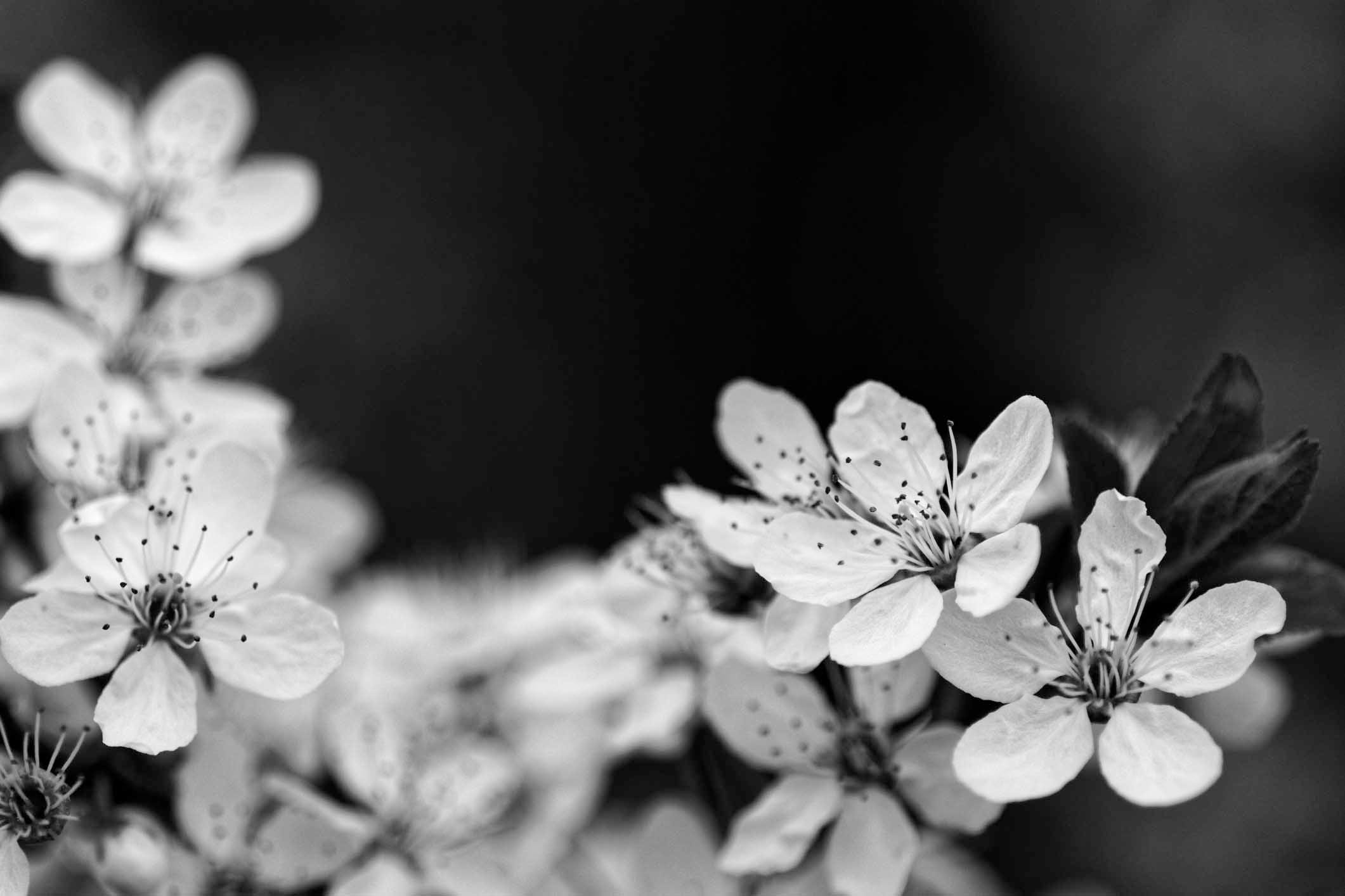 flowering mirabelle in sepia