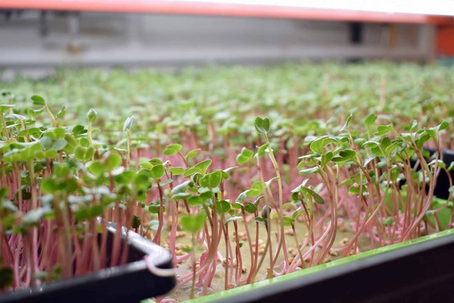 Fresh produce, such as radish microgreens, will be used on the menu at Clayton Farms Salads, where greens will be grown on-site. This photo was taken at Clayton Farms in Ames, which offers fresh produce delivery to more than 1,200 customers in central Iowa and Edina, Minnesota.