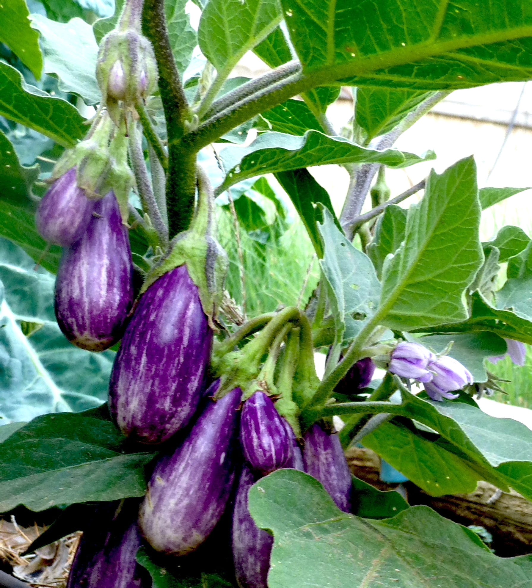 Gardening for You Eggplants make exceptional ornamental edibles