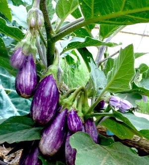 ‘Fairy Tale’ eggplant is a prolific bearer of pendulant fruit with tender, bright, shiny lavender skins streaked with white, making it an attractive edible in the ornamental garden. An immature developing fruit hangs in the upper left corner.