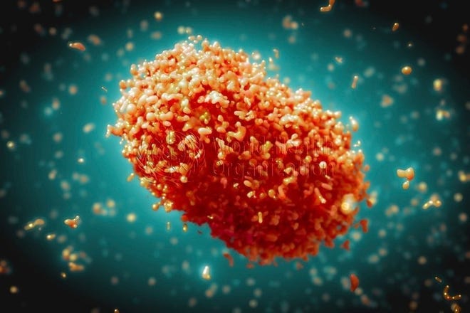An illustration of monkeypox virus particles. This virus causes disease in humans and monkeys, although its natural hosts are rodents.