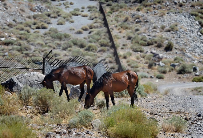 A couple of wild horses graze along Codexa Way east of  Veterans Pkwy in Reno on August 12, 2022.
