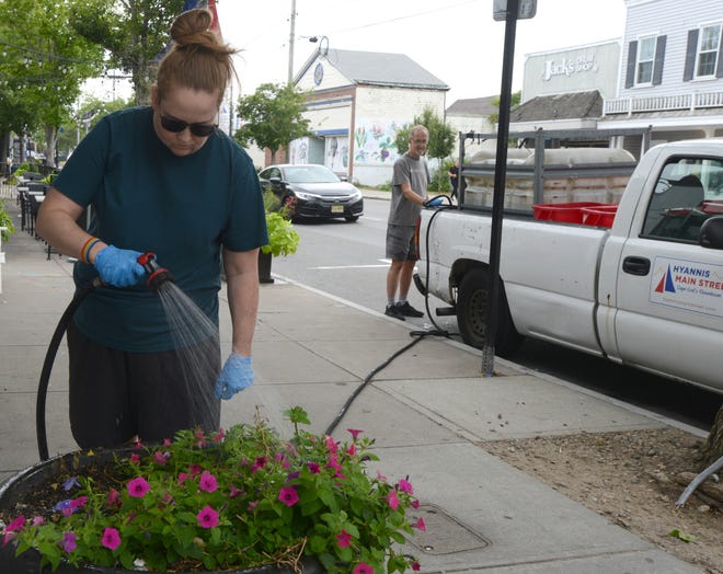 Kristen Kania continues to water her planters on Saturday at the Pollinator Pathway along Main Street in Hyannis.