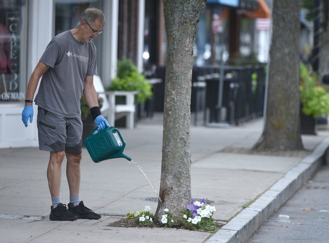 Scott Kania continues to flower and water Saturday along the pollinator pathway on Main Street in Hyannis.