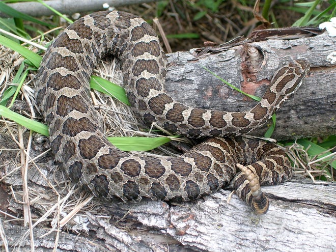 An eastern massasauga rattlesnake crawls over woody debris in a Wisconsin field.