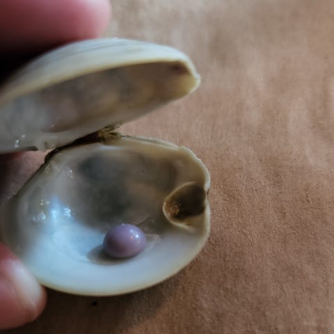 The clam in which Overland found the pearl has a v